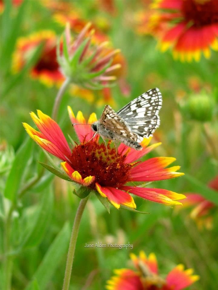 Featured image of post Fotos Bonitas De Paisajes De Primavera